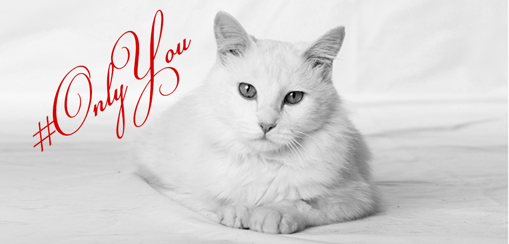 Meet Your New Furry Valentine with Discounted Adoption Fees at the ASPCA!