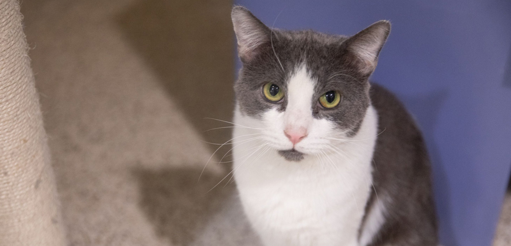 Meowskers Is the Cat’s Meow—Adopt Him Today!
