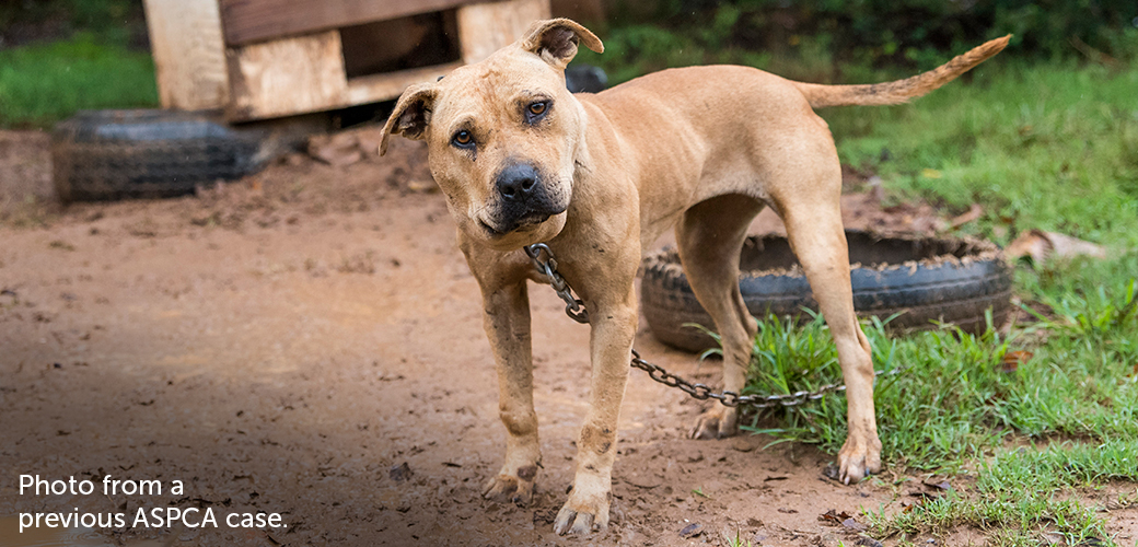a pittbull chained in mud
