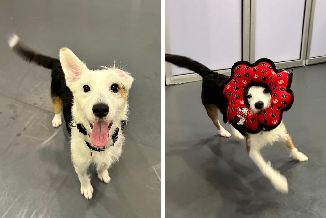 Moon smiling at the viewer and running with a toy in his mouth
