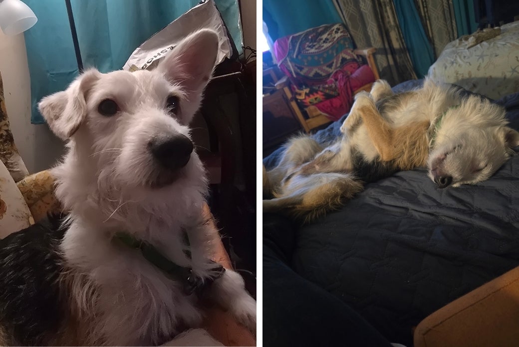 Moon lying down on a couch, and rolled over on a bed