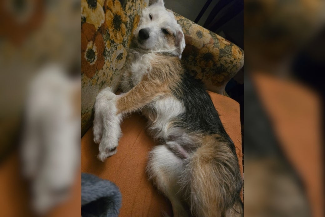 Moon napping on a couch