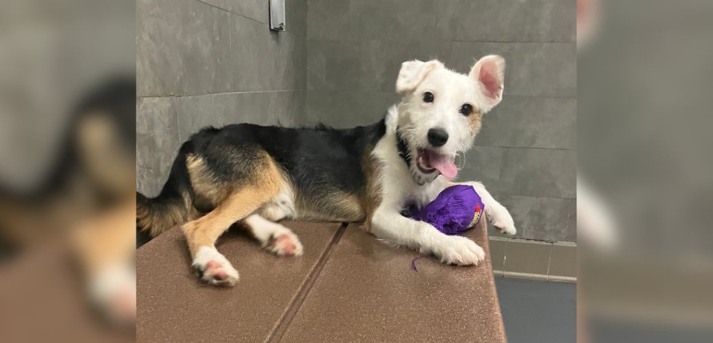 Moon, a scruffy white and brown dog, smiling with a toy