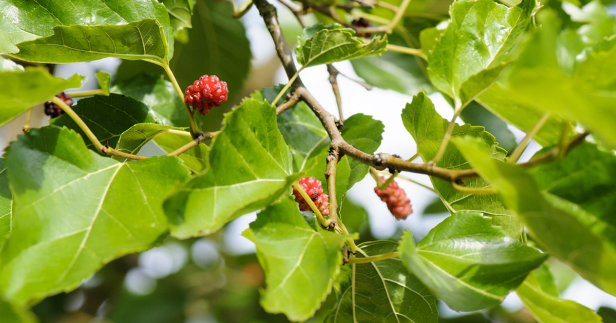Mulberry Tree - ASPCA