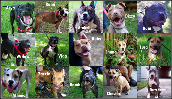 Multi-State Dog Fighting Bust: Where Are the Dogs Now?