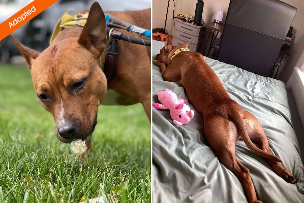 A dog smelling a dandelion in a yard, and another photo of the dog lying down in the bed with legs outstretched