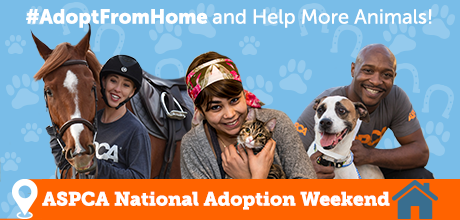 national pet adoption weekend