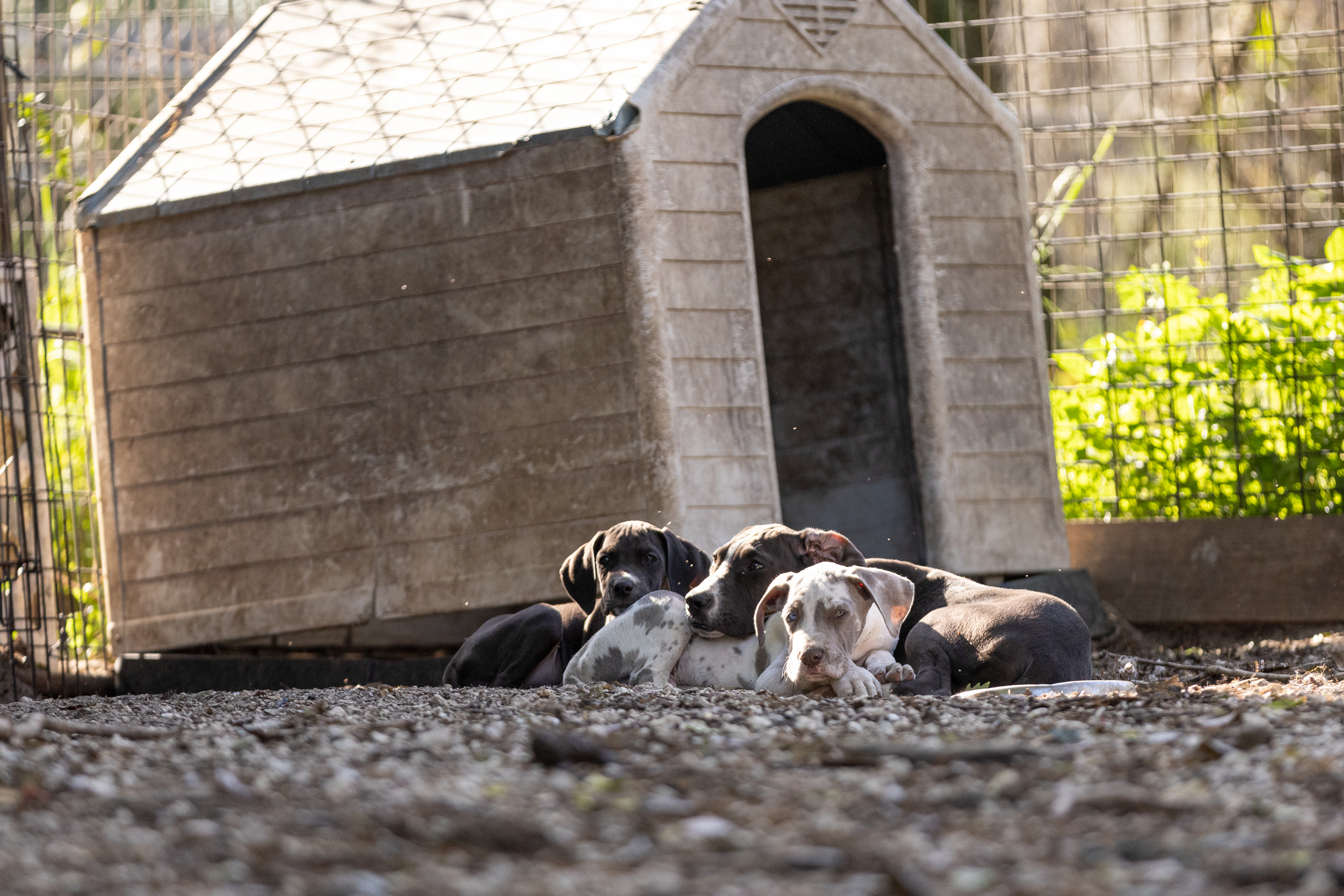 Puppies on gravel