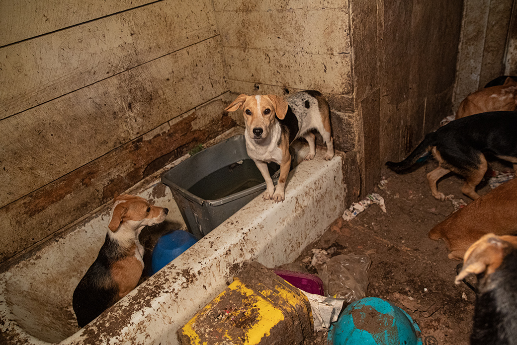 Dogs in filthy bathroom