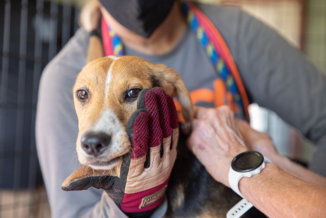 Dog being helped