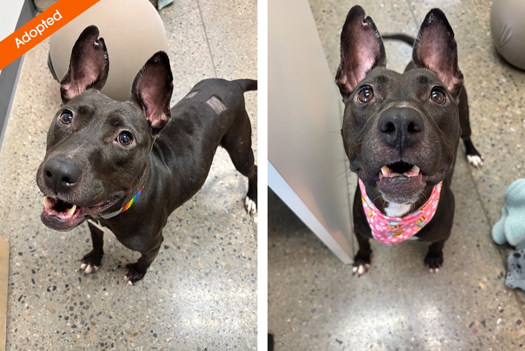Two pictures of a dog looking up at the viewer happily