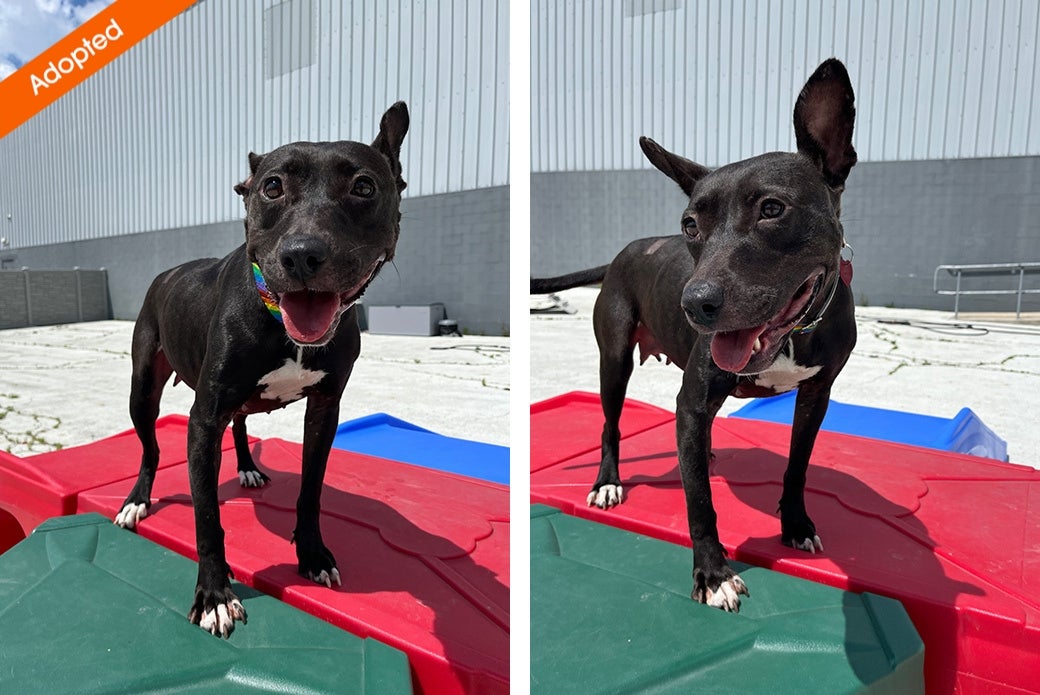 Two pictures of a dog standing on agility blocks outside