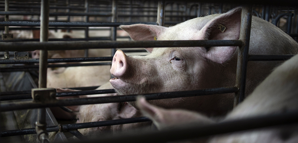 California Ban on a Cruel Practice Set to Take Effect—and the Meat Industry  Is Fighting Tooth and Nail to Stop It | ASPCA