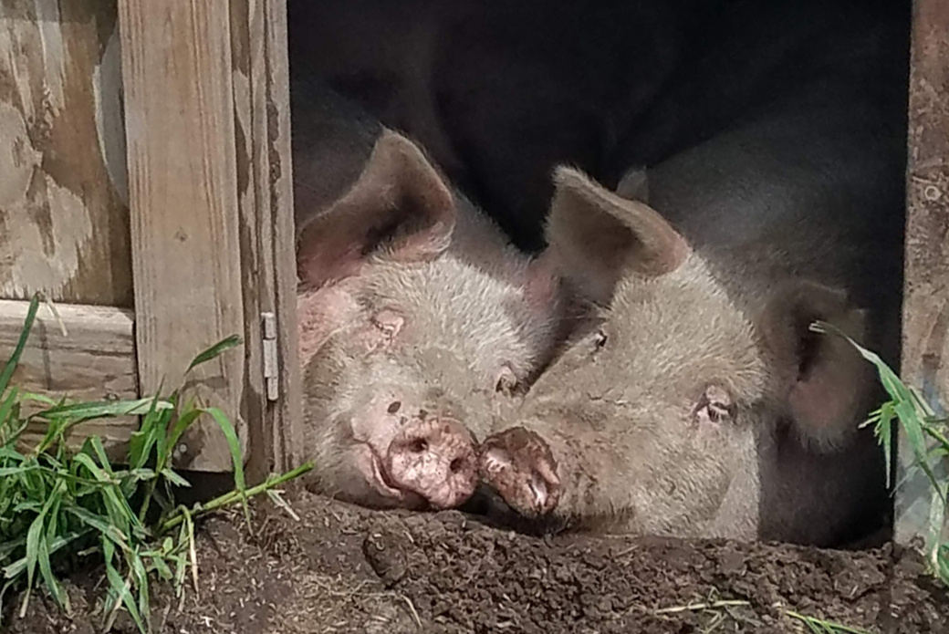 Happy pigs