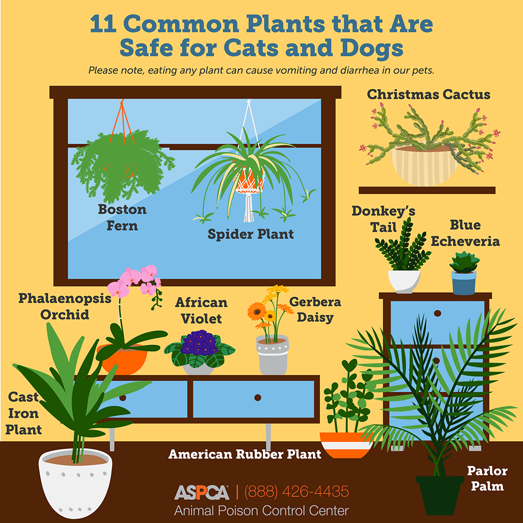 Non-toxic plants infographic