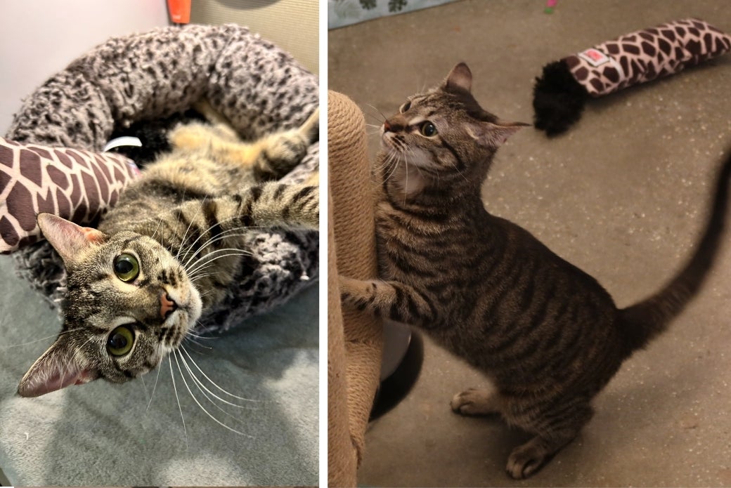A cat lying in a bed, and a cat playing with a scratching post