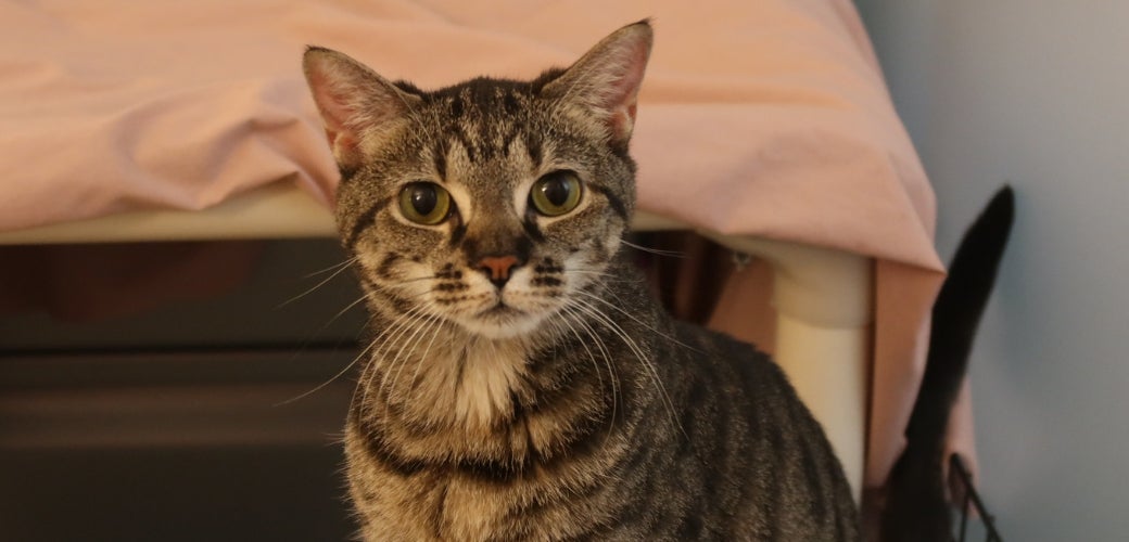 A tabby cat looking calmly at the viewer