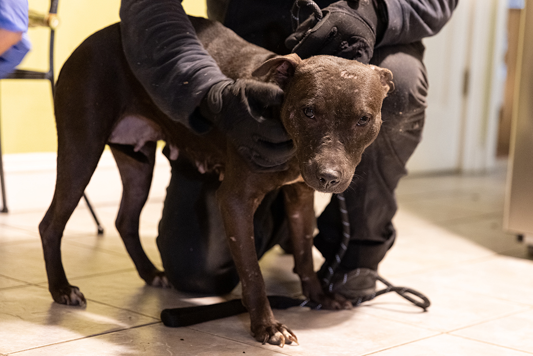 10 People Arrested and 89 Dogs Rescued from Alleged Interstate Dogfighting  Ring | ASPCA