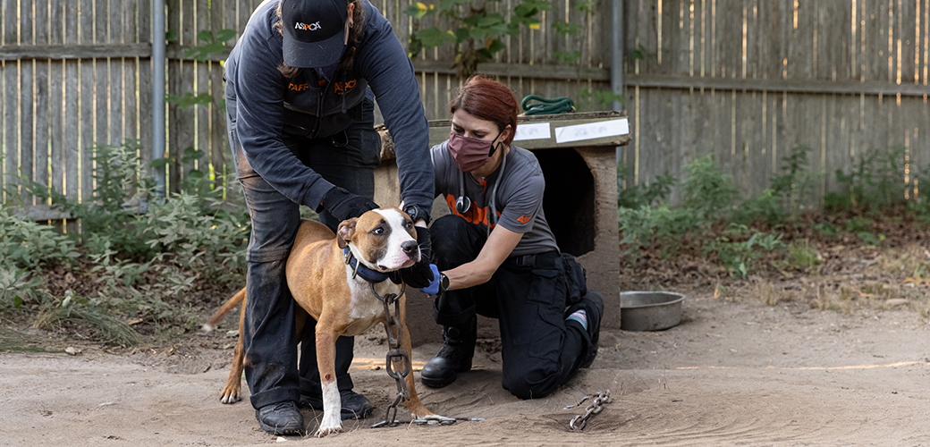 10 People Arrested and 89 Dogs Rescued from Alleged Interstate Dogfighting Ring 