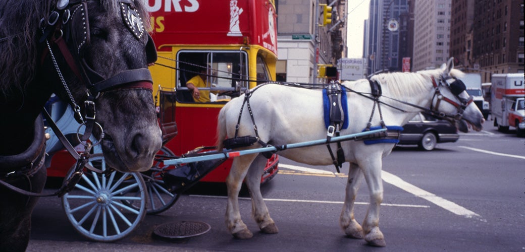 A carriage horse walking on a busy street in New York City