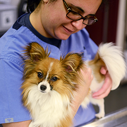 Aspca Animal Hospital In Nyc Aspca