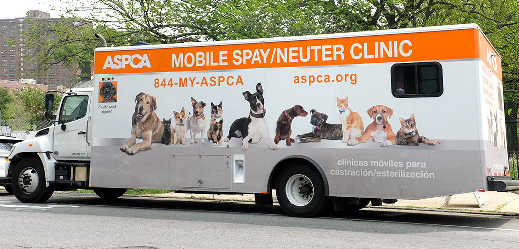 spay or neuter cat nyc