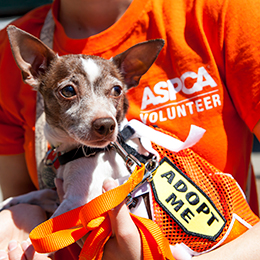 New York City Aspca