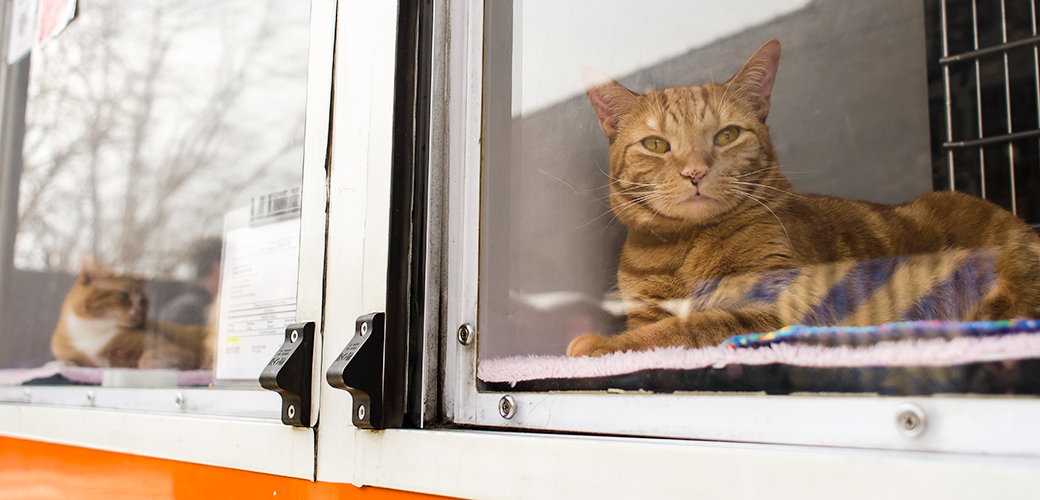 Mobile Adoption Calendar Locations Nyc Aspca