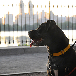 New York City Aspca