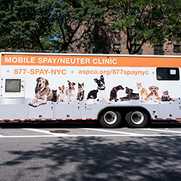 New York City Aspca