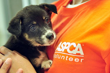 community service near me animal shelter