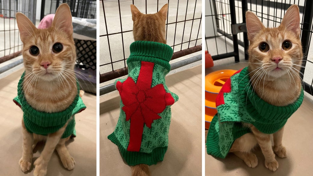 Ohio: All These Cats Want for Christmas is Mew! Make Their Wish