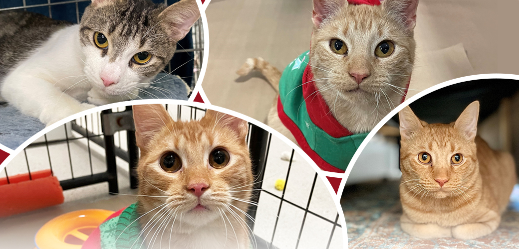 Ohio: All These Cats Want for Christmas is Mew!