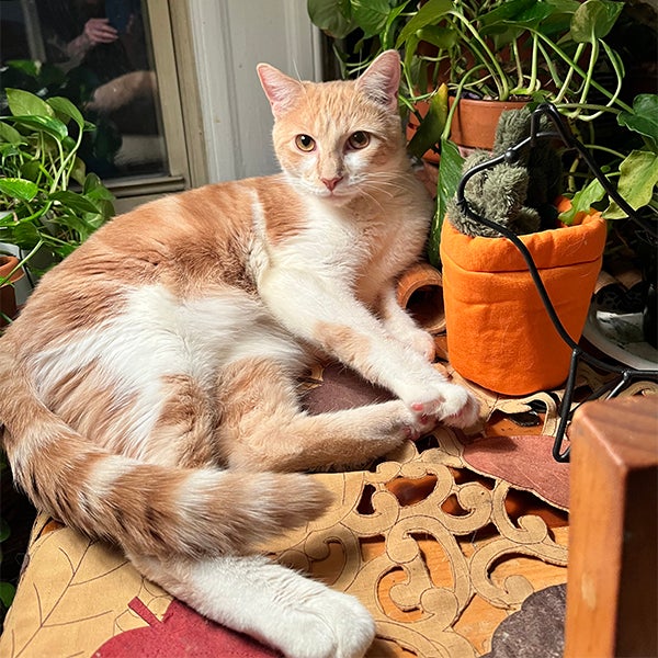 Orange cat