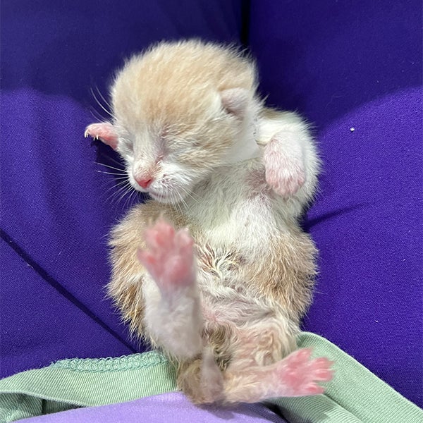 Orange kitten