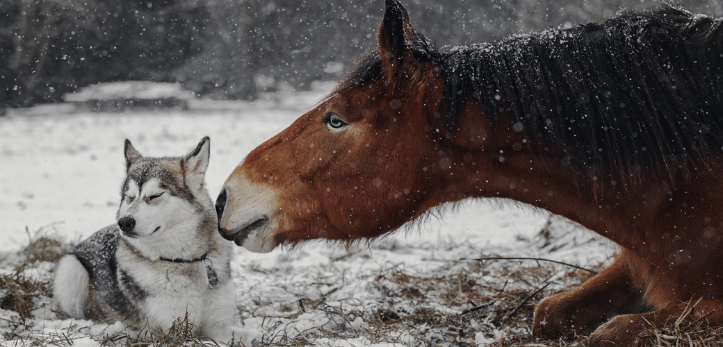 Huskie and Horse