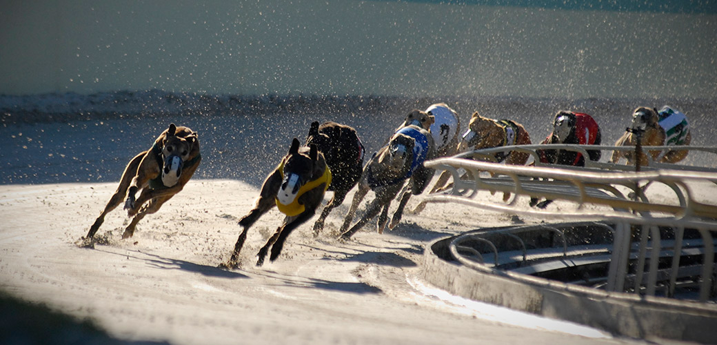 is greyhound dog racing cruel