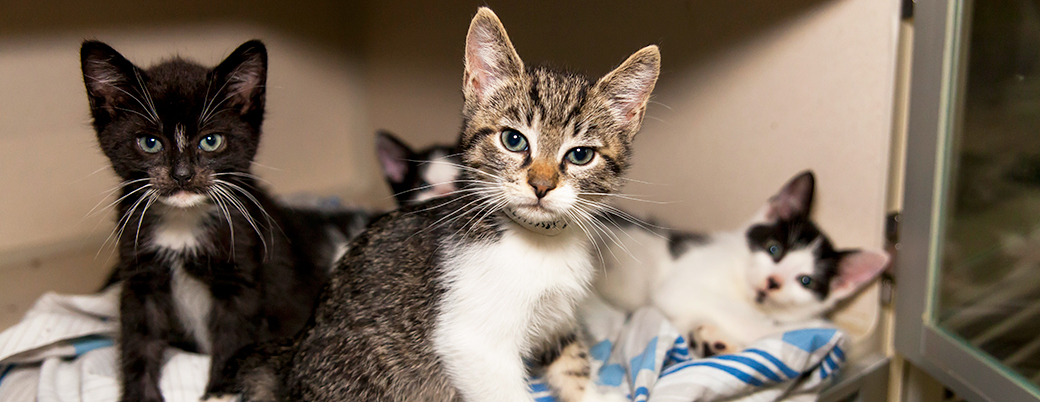 ASPCA Kitten Nursery | Caring for 