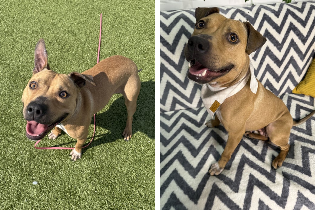Left Padme outside on grass, Right Padme sitting on pattern couch