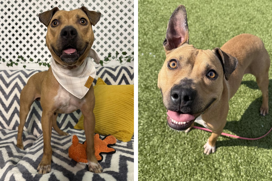 Left Padme wearing a bandana with toy on couch, Right Padme outside on grass