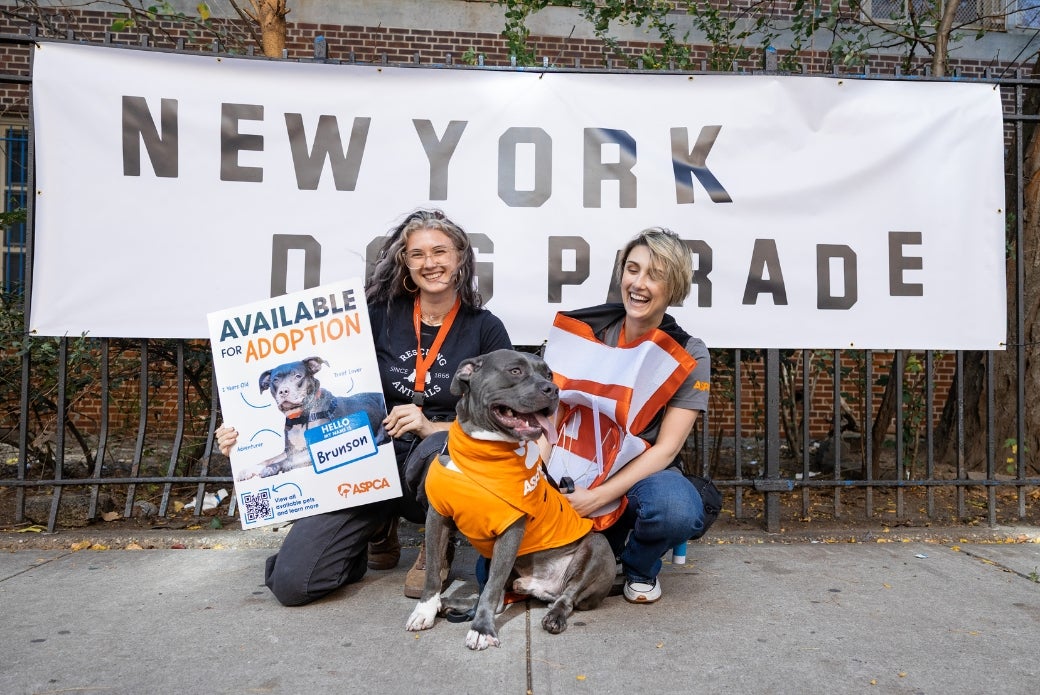 A grey dog sitting on the sidewalk with two smiling people