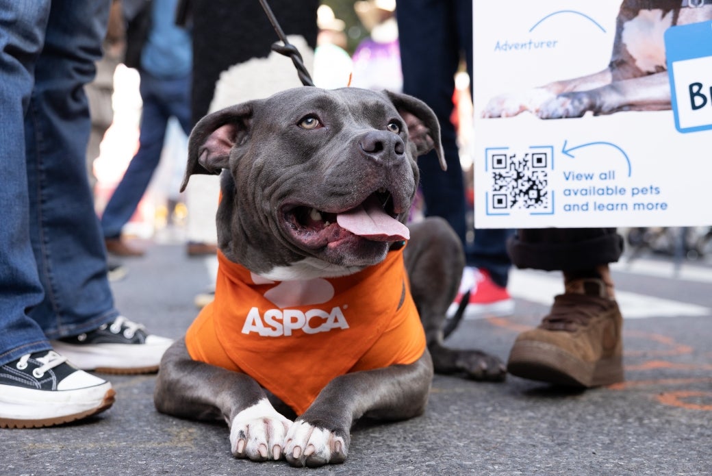 A grey dog lying down in the road, surrounded by people