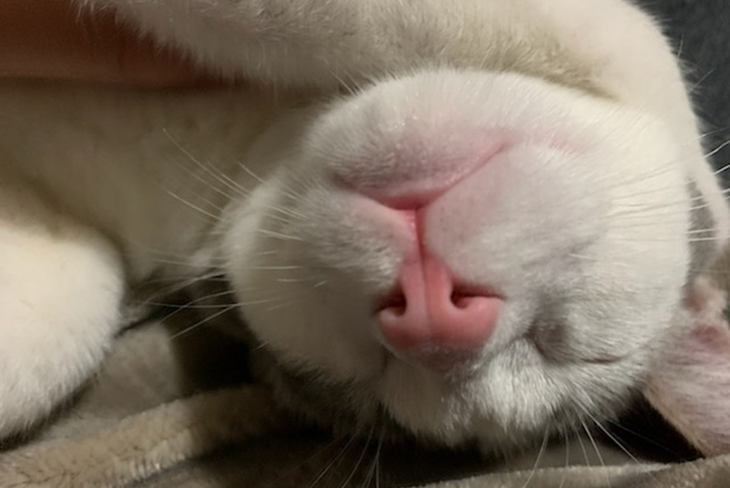 Cat's pink nose