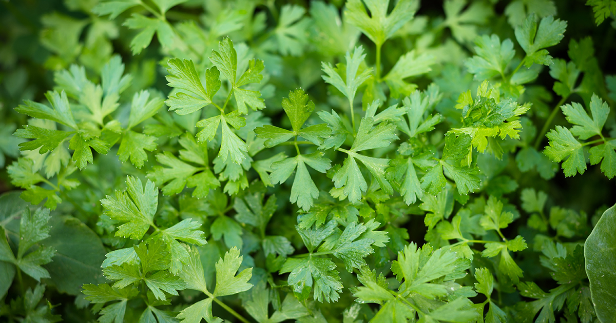 Can Cats Eat Parsley? 