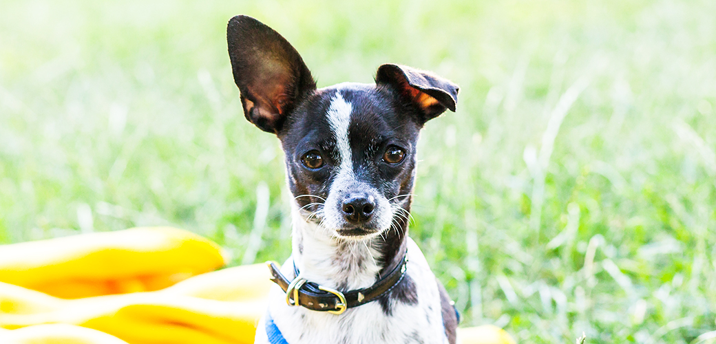 Hot Weather Safety Tips Aspca