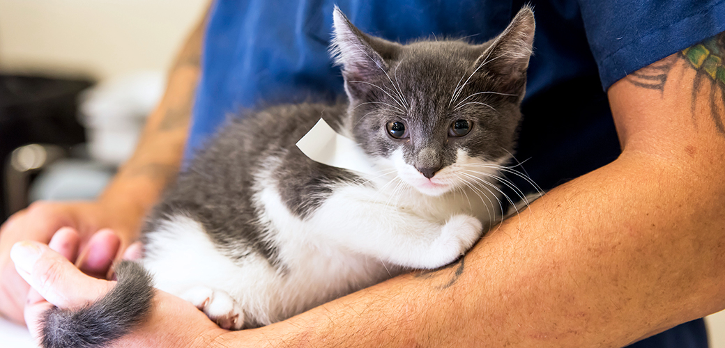 Low-Cost Spay/Neuter Programs | ASPCA