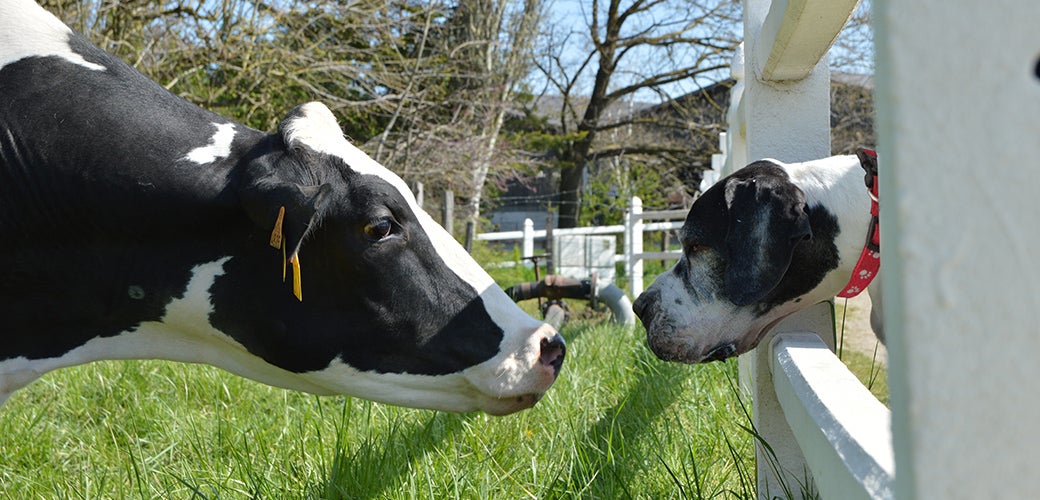 Marigold flower powder supplier Marigold flower powder supplier