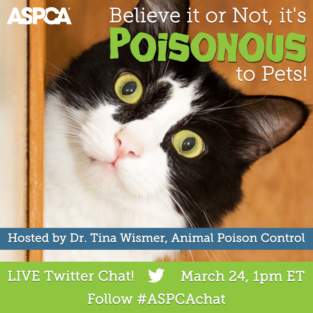 Join Our Poison Prevention Twitter Chat On Thursday March 24 Aspca