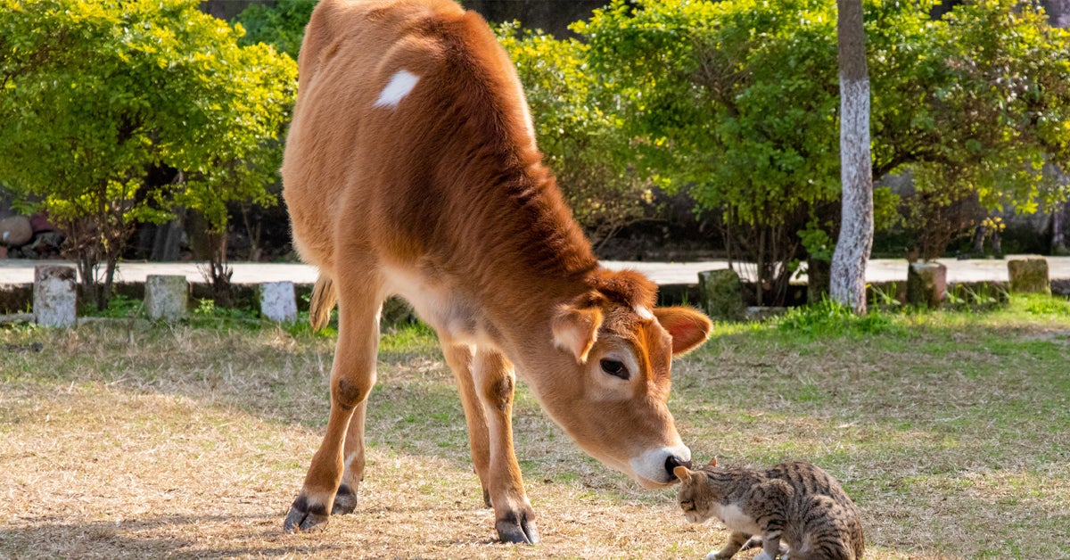 HigherWelfare Pet Food Initiative Food Labels ASPCA