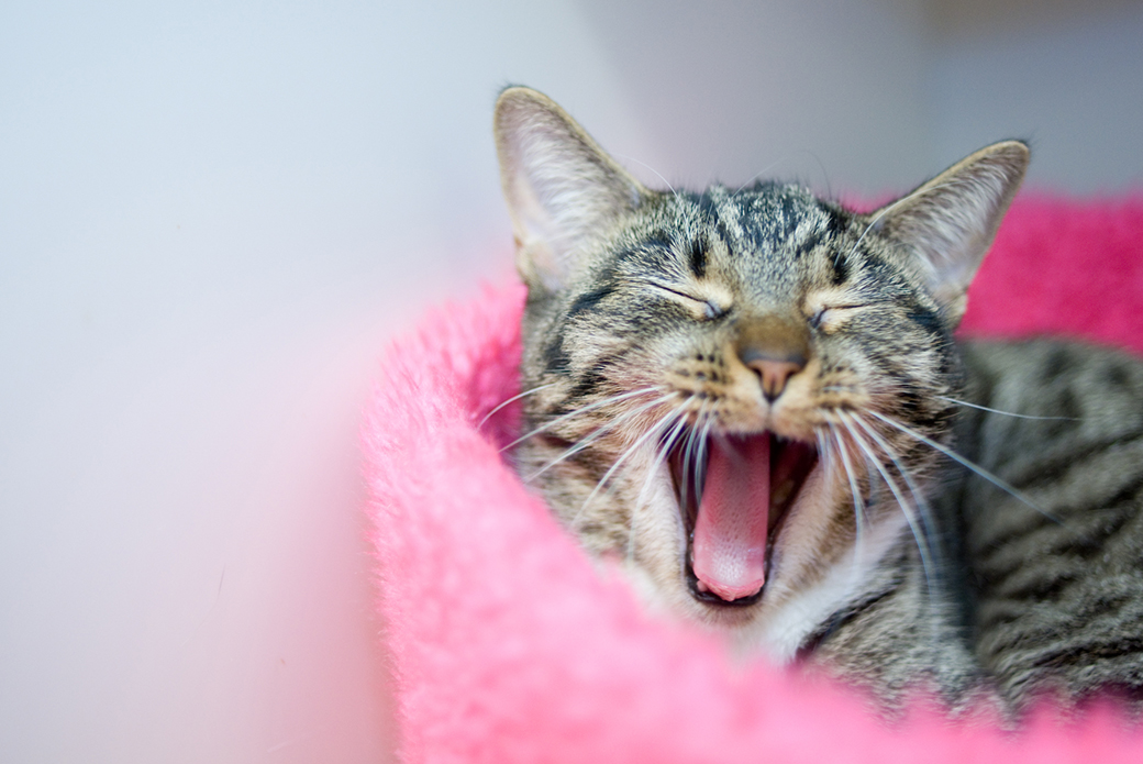 a yawning cat